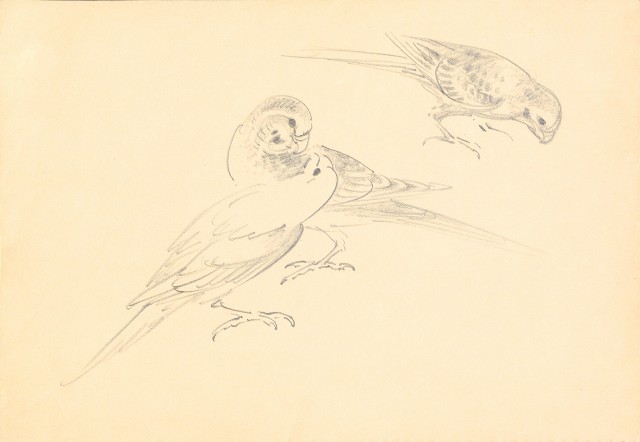 藏品:曼谷水市、鳥、神戶、猿、虎、新加坡等027的(46)張圖片