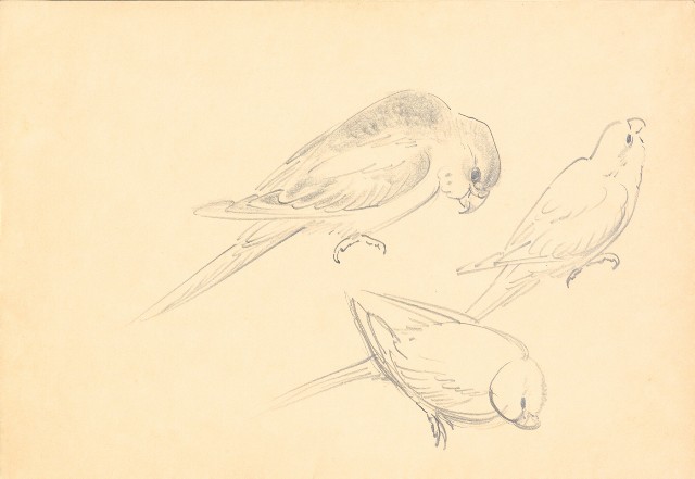 藏品:曼谷水市、鳥、神戶、猿、虎、新加坡等027的(47)張圖片