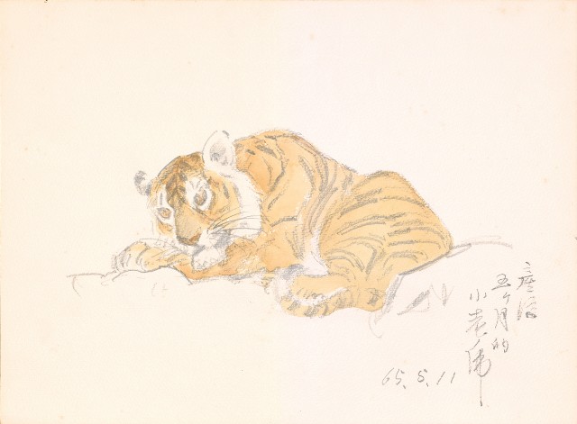 藏品:五個月小老虎的(1)張圖片