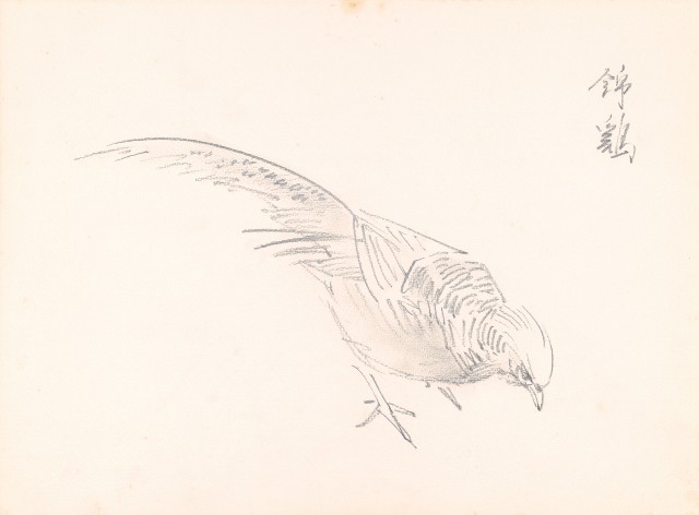 藏品:錦雞(素描)的(1)張圖片