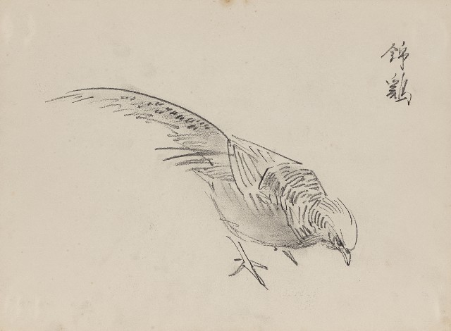 藏品:錦雞(素描)的(1)張圖片