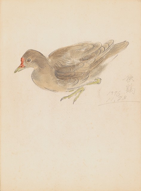 藏品:秧雞的(1)張圖片