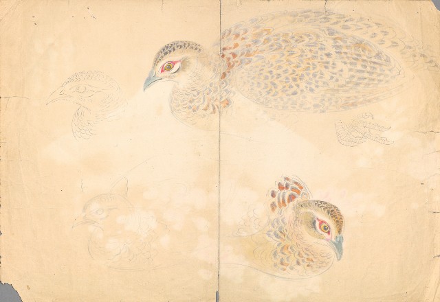 藏品:雌雉雞的(1)張圖片