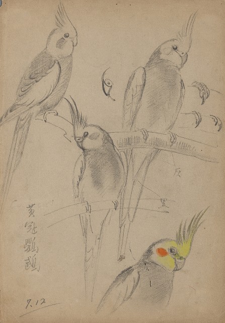 藏品:黃冠鸚鵡的(1)張圖片