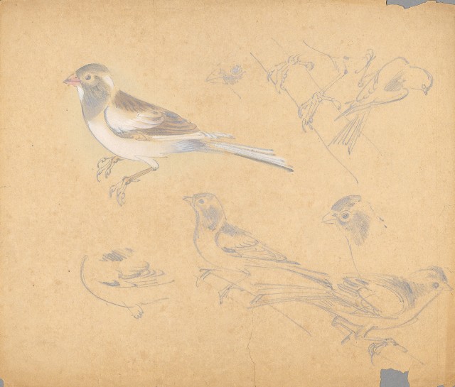 藏品:十姊妹的(1)張圖片