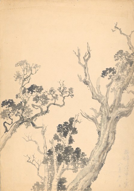 藏品:梅峰途中(高山樹)的(1)張圖片