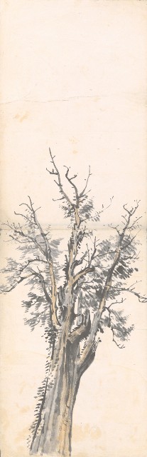 藏品:神木的(1)張圖片