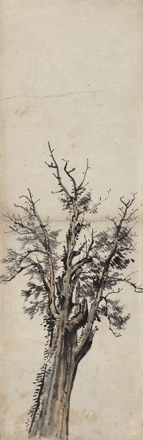 藏品:神木的(1)張圖片
