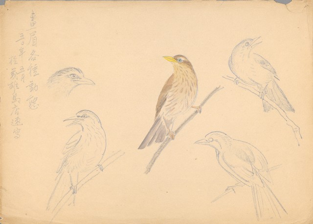 藏品:畫眉鳥各種動態的(1)張圖片