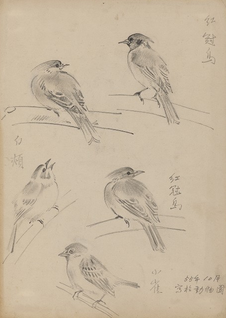 藏品:紅冠鳥、小雀、白頰的(1)張圖片