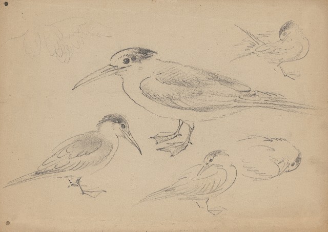 藏品:(1)鴛鴦;(2)長嘴鷗的(2)張圖片