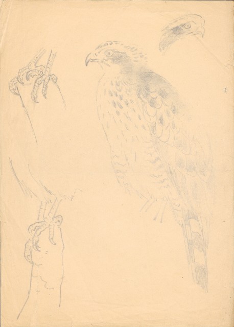 藏品:老鷹(大冠鷲)的(1)張圖片