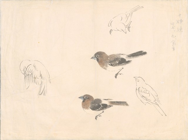 藏品:十姊妹的(1)張圖片