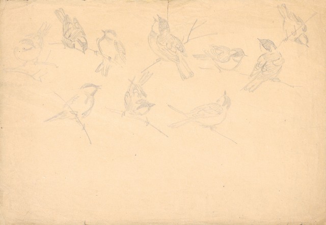 藏品:雀鳥(十隻)的(1)張圖片