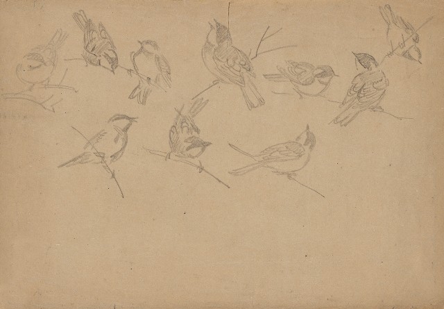 藏品:雀鳥(十隻)的(1)張圖片