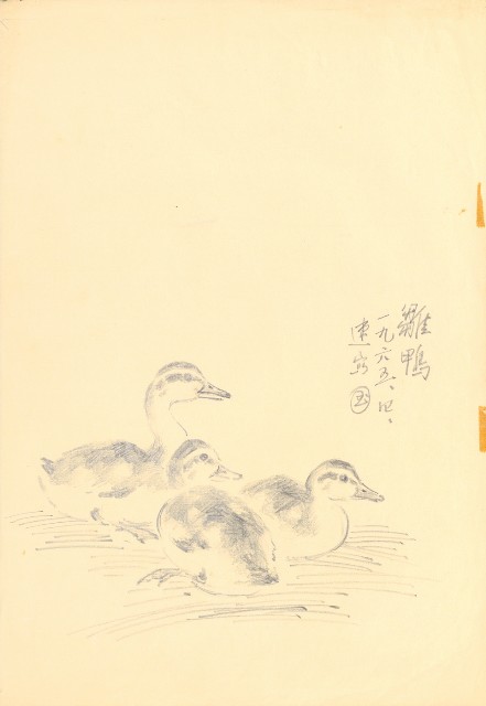 藏品:雛鴨的(1)張圖片