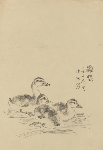 藏品:雛鴨的(1)張圖片