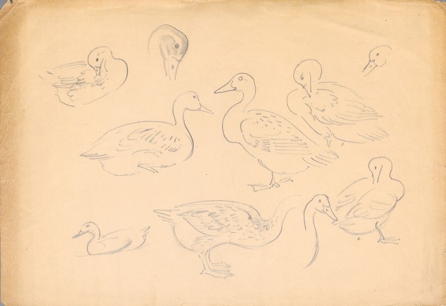 藏品:(1)綠頭鴨;(2)菜鴨的(3)張圖片