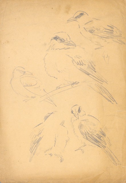 藏品:黃鶯的(1)張圖片