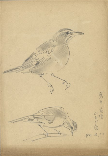 藏品:(1)鳥(鶇);(2)鳥(鶇)的(1)張圖片