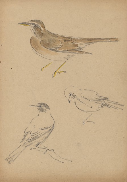 藏品:(1)鳥(鶇);(2)鳥(鶇)的(2)張圖片