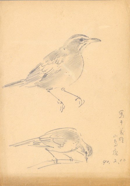 藏品:(1)鳥(鶇);(2)鳥(鶇)的(2)張圖片