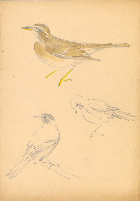 藏品:(1)鳥(鶇);(2)鳥(鶇)的(3)張圖片
