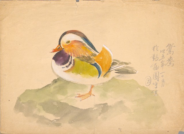 藏品:彩色鴛鴦的(1)張圖片