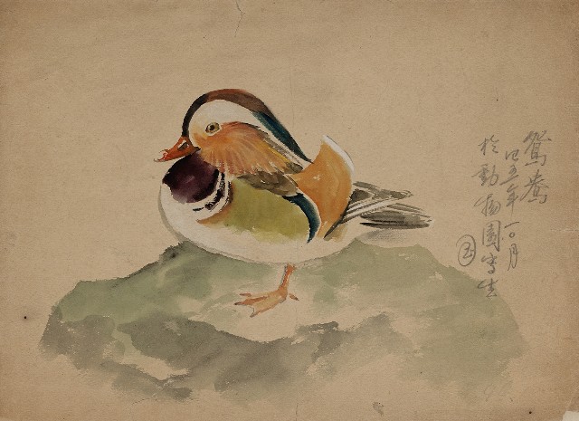 藏品:彩色鴛鴦的(1)張圖片