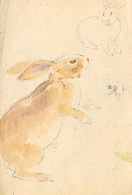 藏品:兔的(1)張圖片