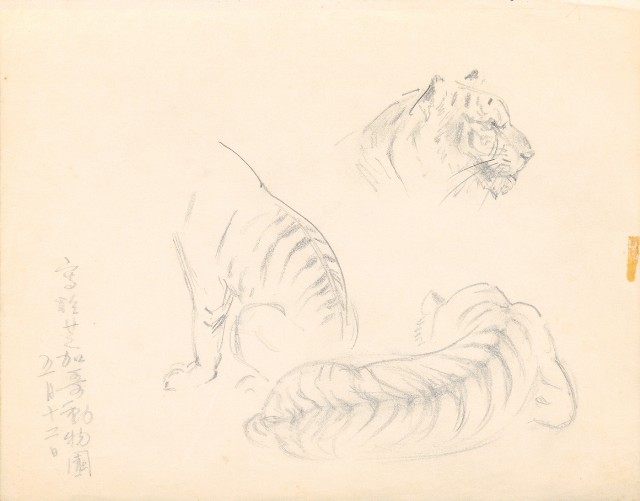 藏品:虎的(1)張圖片