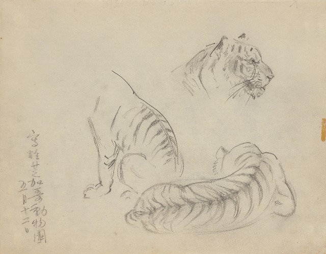 藏品:虎的(1)張圖片