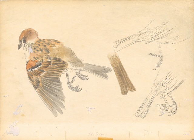 藏品:(1)麻雀;(2)茶花的(1)張圖片