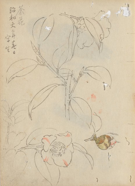 藏品:(1)麻雀;(2)茶花的(2)張圖片