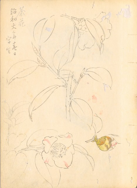 藏品:(1)麻雀;(2)茶花的(2)張圖片