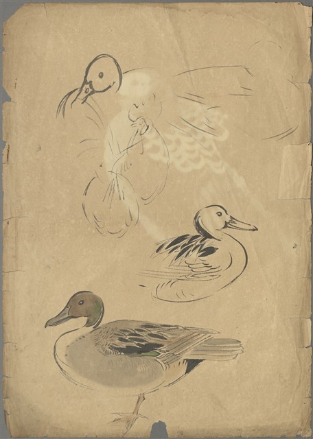 藏品:(1)尖尾鴨;(2)雉雞及真毛的(1)張圖片