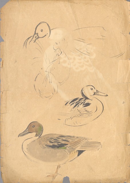 藏品:(1)尖尾鴨;(2)雉雞及真毛的(2)張圖片