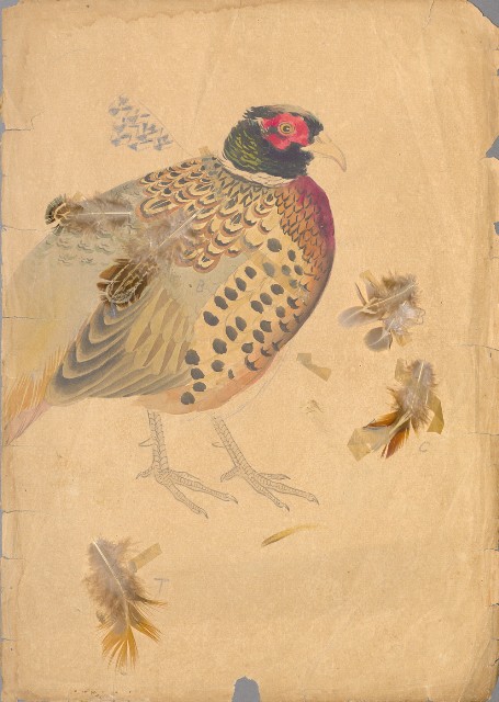 藏品:(1)尖尾鴨;(2)雉雞及真毛的(3)張圖片