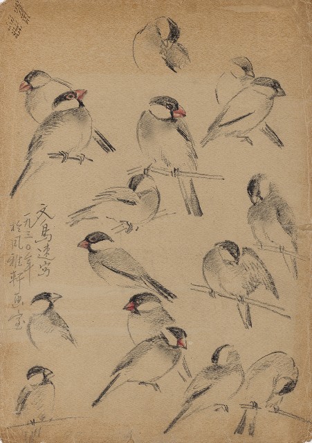 藏品:文鳥百態的(1)張圖片
