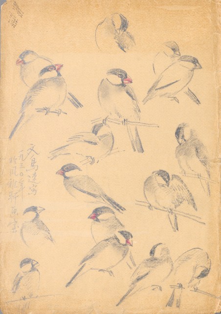 藏品:文鳥百態的(1)張圖片