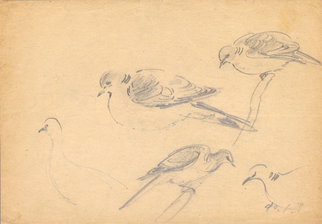 藏品:(1)猴子各種型態;(2)斑鳩各種型態的(2)張圖片