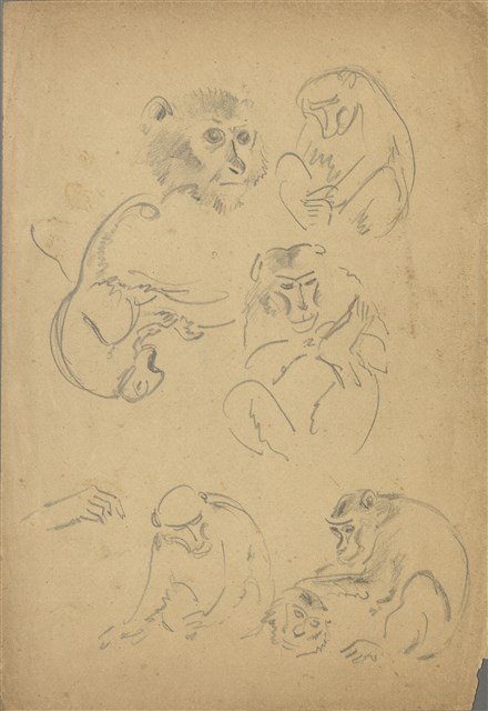 藏品:(1)猴子(各種型態);(2)斑鳩(各種型態)的(1)張圖片