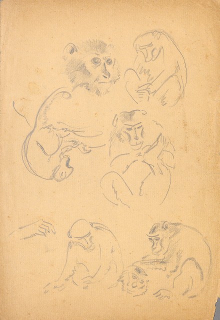 藏品:(1)猴子(各種型態);(2)斑鳩(各種型態)的(2)張圖片