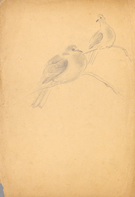 藏品:(1)猴子(各種型態);(2)斑鳩(各種型態)的(3)張圖片