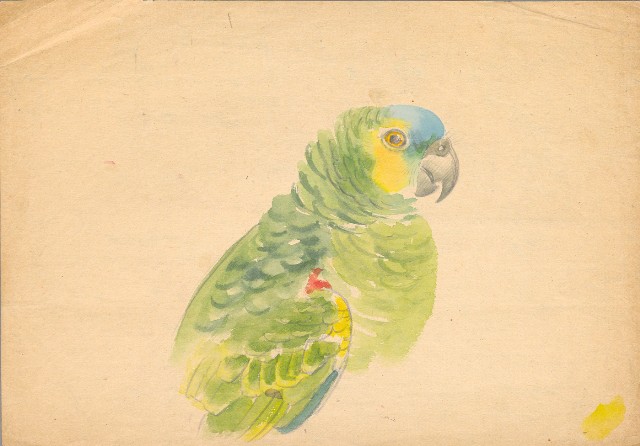 藏品:鸚鵡的(1)張圖片