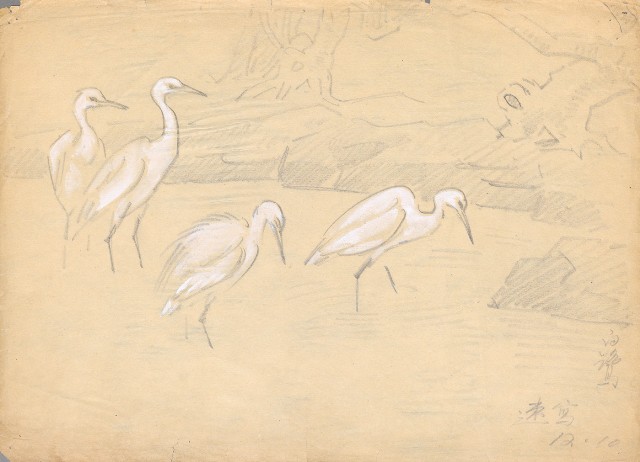 藏品:白鷺的(1)張圖片