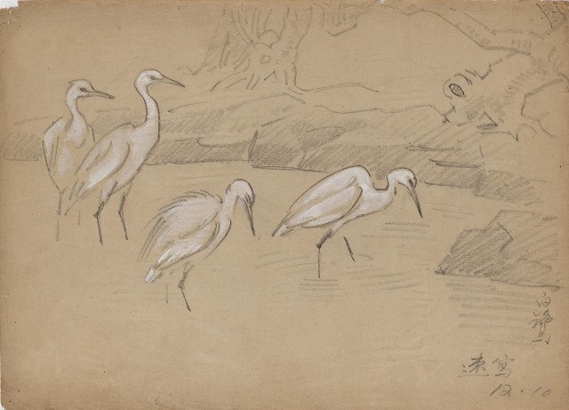 藏品:白鷺的(1)張圖片