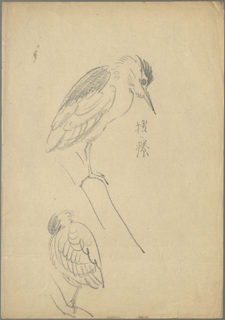 藏品:(1)水鳥夜鷺(搔癢);(2)水鳥夜鷺的(1)張圖片