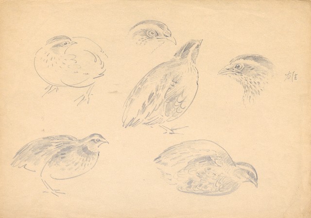 藏品:鵪鶉(雄)的(1)張圖片