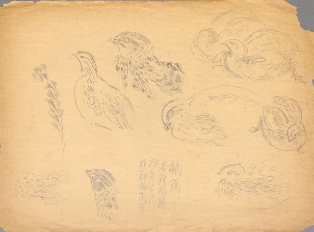 藏品:鵪鶉各種型態的(1)張圖片